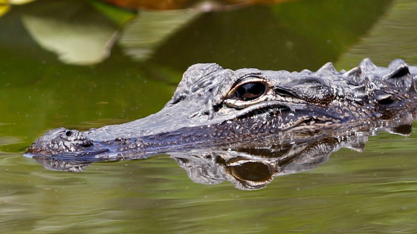 Knock Knock No Joke An Alligator S At The Front Door Nbc 6