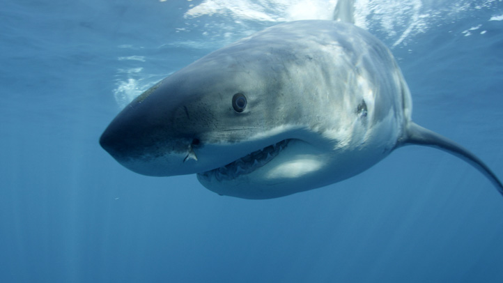 TV-Sharknado