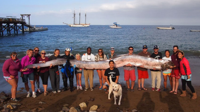 Giant Fish