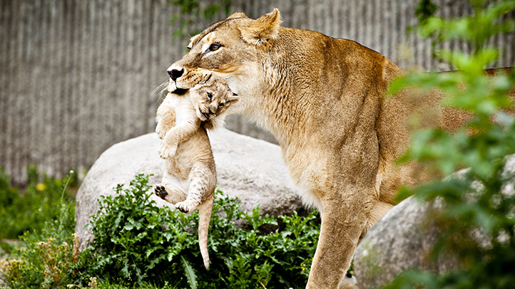 Denmark Zoo Lion Cubs