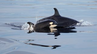This Saturday, Jan. 7, 2017 photo shows an orca and a calf, part of a pod of four, swimming about a mile offshore near Point Vicente at Newport Beach, Calif.