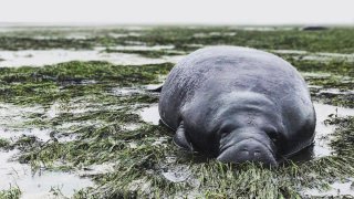 Hurricane Irma manatee