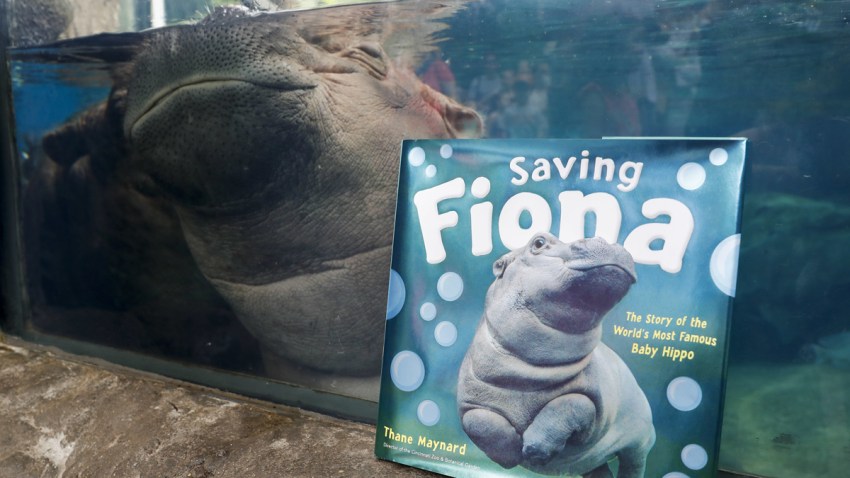 Premature Hippo Teaching