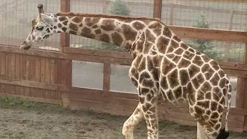 April the Giraffe