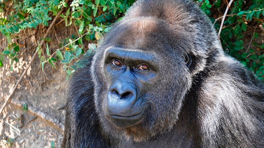 Oldest Gorilla Dies