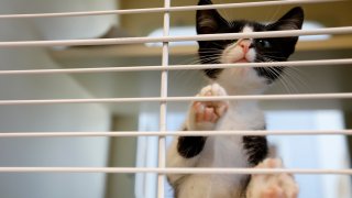 In this Wednesday, Aug. 28, 2019, file photo, a kitten is seen in LifeLine Animal Project's DeKalb County Animal Services shelter in Chamblee, Ga.