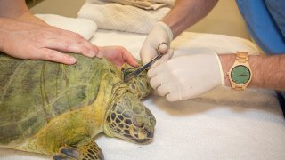 Volunteers treating juvenile green sea turtle