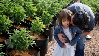 Matt Figi hugs and tickles his once severely-ill 7-year-old daughter Charlotte in a greenhouse used for growing cannabis