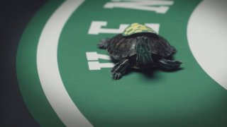 In this photo provided by Brown-Forman, a turtle walks on part of area to be used for the Kentucky Turtle Derby in Chicago. The taped race will air Saturday at 7 p.m. on YouTube. The Kentucky Derby will be run Sept. 5, kicking off Labor Day weekend. It’s the first time the Derby won’t be held on its traditional first Saturday in May since 1945, when it was run June 9. Looking for a slower substitute, the first Kentucky Turtle Derby was hatched.