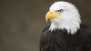 The bald eagle officially becomes America's national bird, preservation efforts underway in Florida