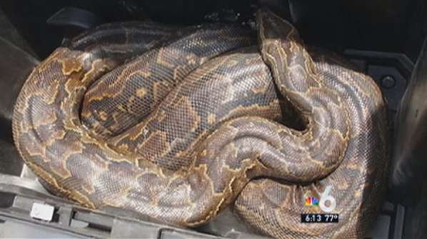 Wildlife Officials Hunt Rock Pythons Near Everglades – NBC 6 South Florida