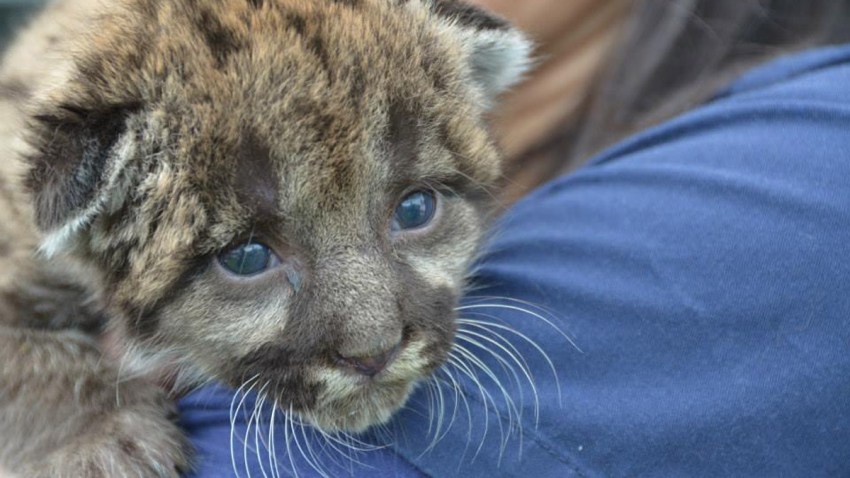 Baby panther