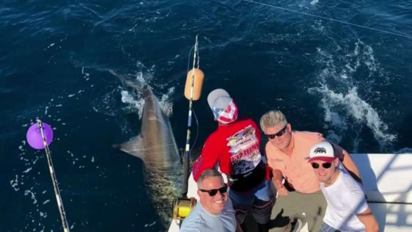 Boaters Recount Encounter With Great White Shark