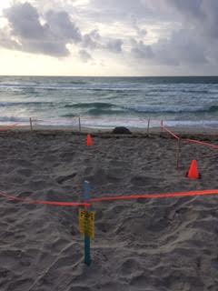 Tire tracks were found in the sand leading to the creature's carcass. The turtle was found near 10th and Ocean Drive, officials said.