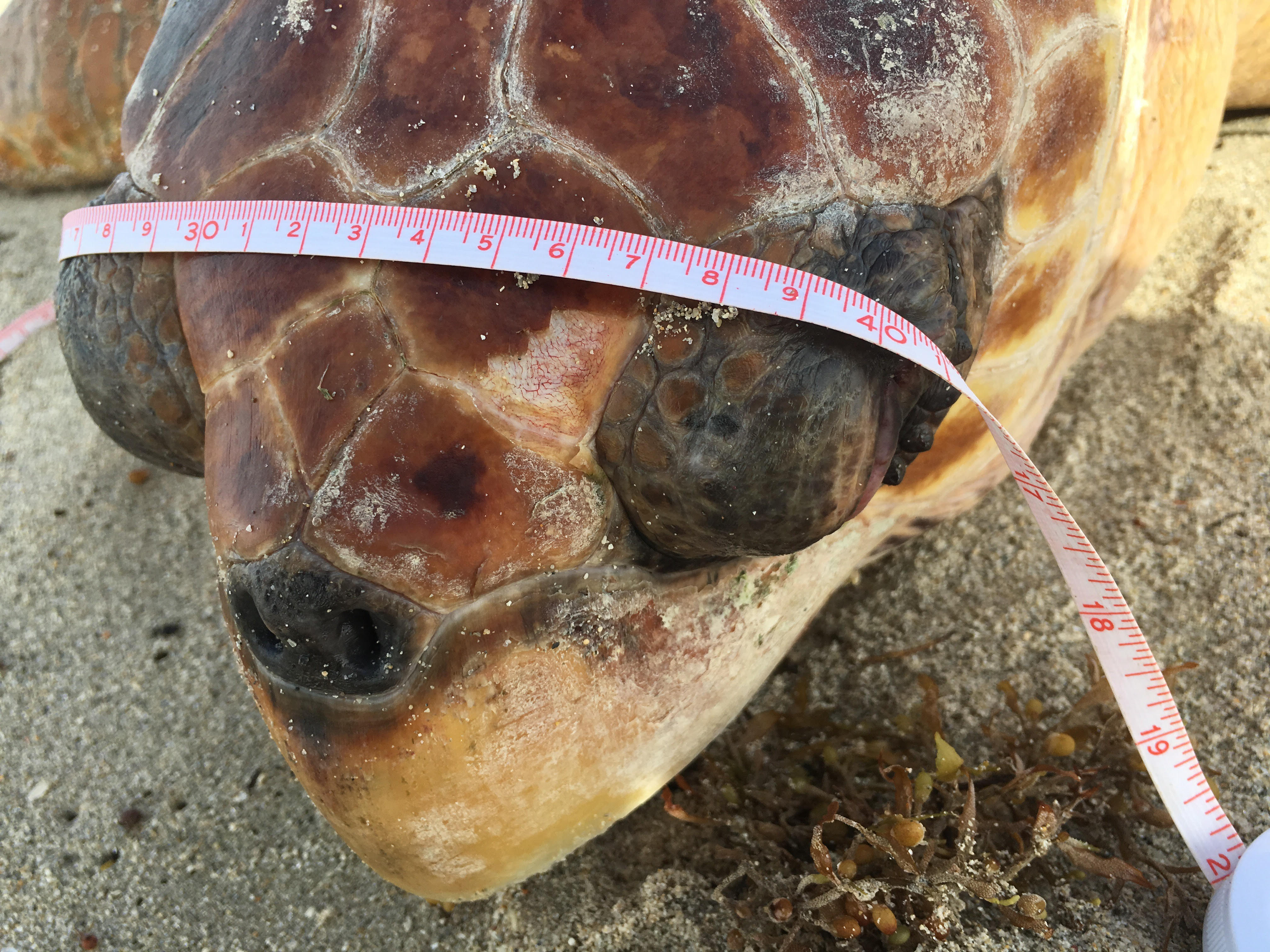 The turtle was estimated to be 20-30 years old and suffered minor injuries.