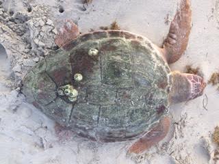This sea turtle was found dead on Miami Beach on Monday morning. The Miami-Dade County Sea Turtle Conservation Program discovered the creature washed up on the shore.