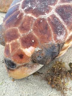 Sea turtles are endangered and share the beach with us during nesting season, which began on May 1. "It's really important that we help conserve this species," said Teal Kawana, project manager of the Sea Turtle Conservation Program. "They do serve important roles for the ecosystems that they inhabit in the ocean."