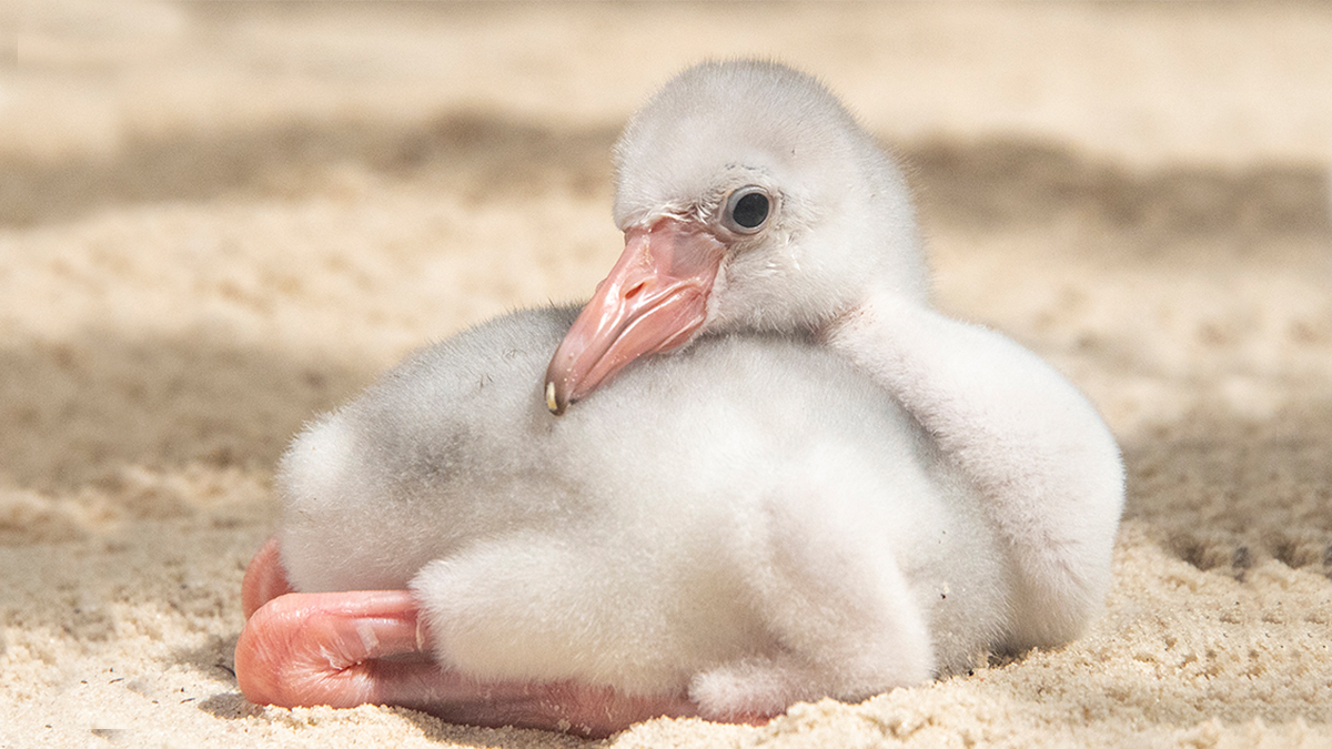 Meet “Solo,” Zoo Miami’s Baby Flamingo NBC 6 South Florida