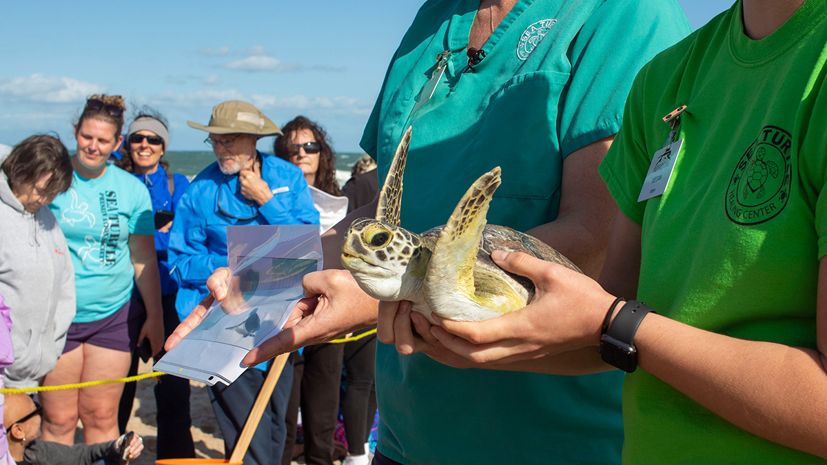 Rehabilitated Sea Turtles Released to Ocean in Vero Beach – NBC 6 South ...