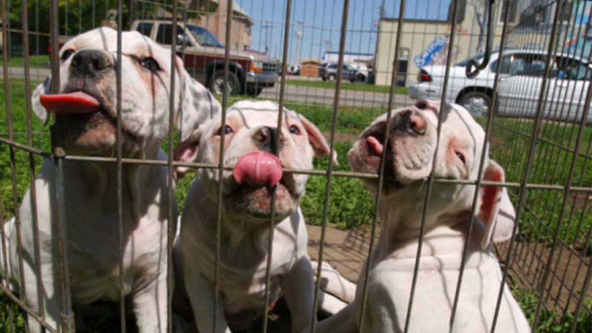 Miami-Dade Animal Services Offering Free Adoptions Sunday in Doral