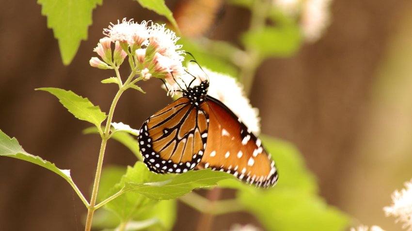 December Butterfly