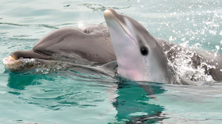 DolphinBaby