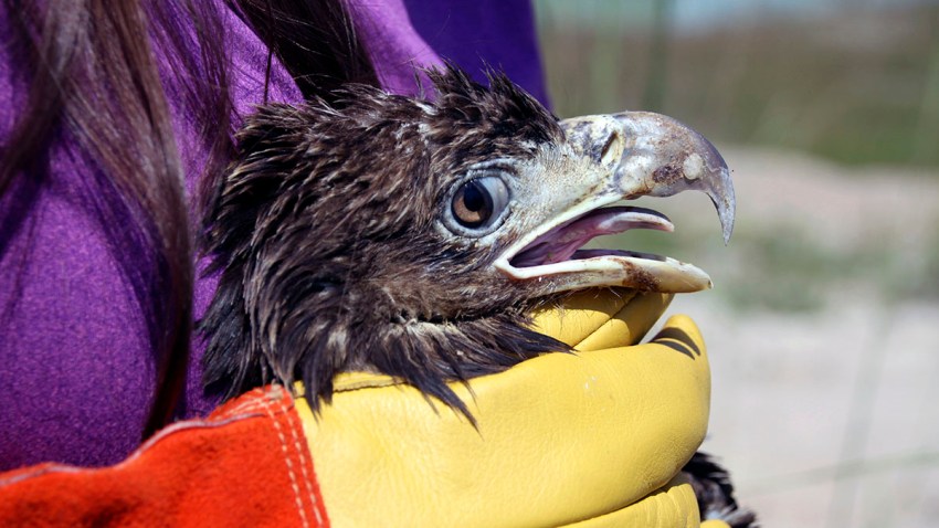 Young Bald Eagle Rescued at Florida Trash Collection Center – NBC 6