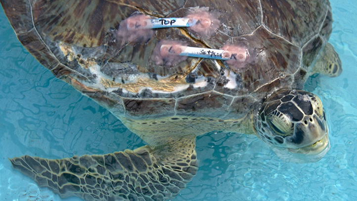 Elena the green sea turtle
