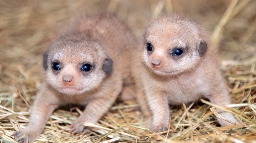 Zoo Miami Welcomes Baby Meerkats For First Time in Its History – NBC 6
