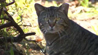 A feral cat in Milpitas