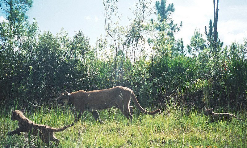 Florida Panther Mother with Kittens