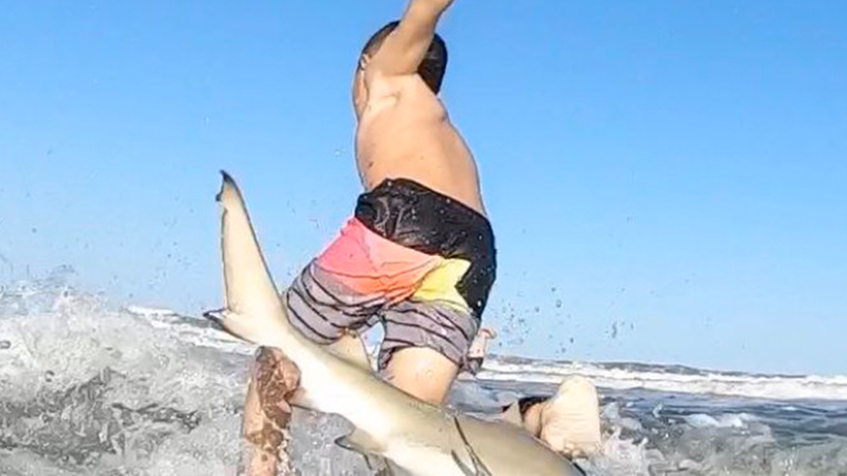 Сколько погибает от акул. Нью Смирна Бич Флорида акулы. Бетани Хэмилтон нападение акулы. Нью Смирна Бич нападение акул. Нападение акул на Нью-джерси.