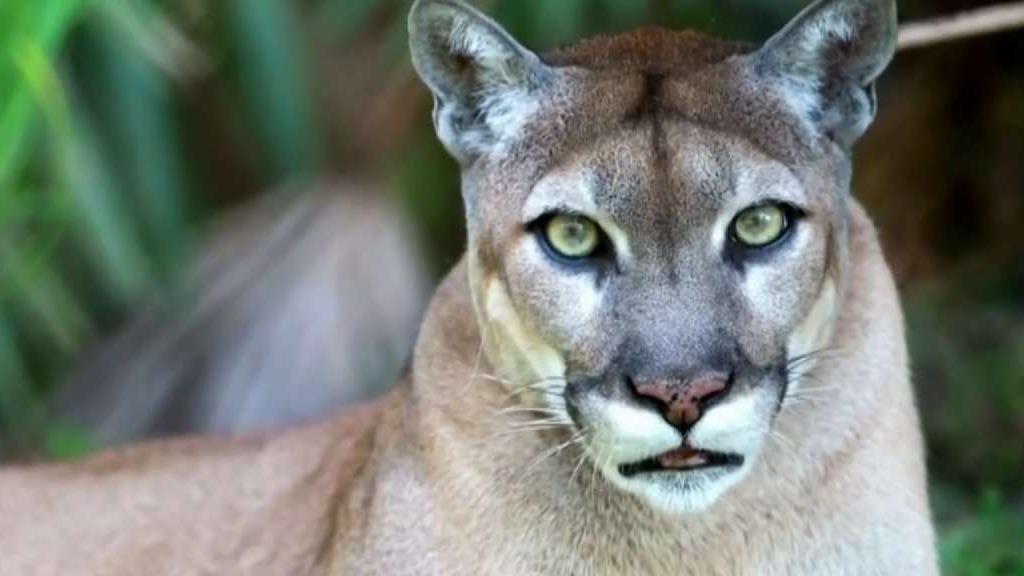 Https Www Nbcmiami Com News Local Mi Raw Video Yacht Washes Ashore On Palm Beach 64423 Https Media Nbcmiami Com 2019 09 Nbc 3x 7 1 Png Fit 1024 2c576 Raw Video Yacht Washes Ashore On Palm Beach Raw Video Yacht Washes