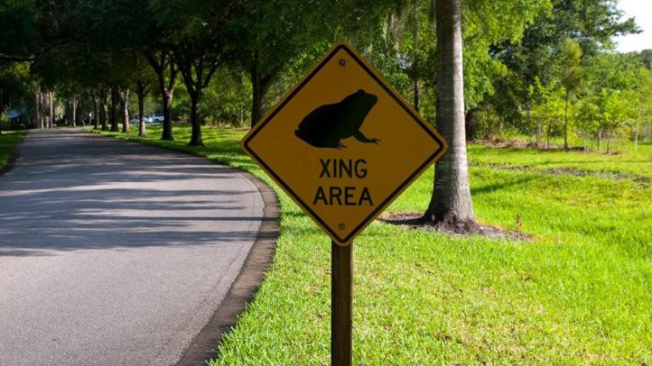 Frog-Crossing
