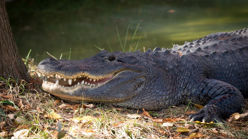 Alligator