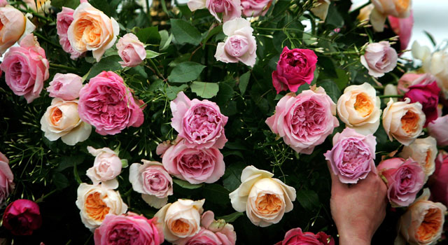 Generic Flowers 4