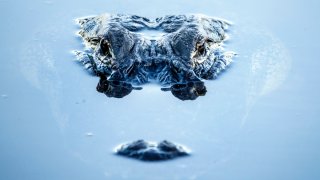 Florida, Gainesville, Alligator close up. (Photo by: Jeffrey Greenberg/Universal Images Group via Getty Images)