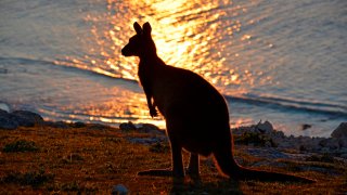 Kangaroo Island Australia fires