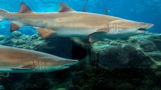In this Aug. 22, 2019, photo, sand tiger sharks and a barracuda swim in a tank at the Florida Aquarium at Apollo Beach, Florida.