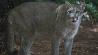PALM BEACH, FLORIDA – AUGUST 22: A healthy Florida panther is seen on display at the Palm Beach Zoo on August 22, 2019 in Palm Beach, Florida. The Florida Fish and Wildlife Conservation Commission is investigating an apparent neurological problem that has been seen in wild Florida panthers. The issue has been seen in the endangered panthers as well as bobcats and is causing them to have trouble walking, and wildlife experts don’t know why. (Photo by Joe Raedle/Getty Images)