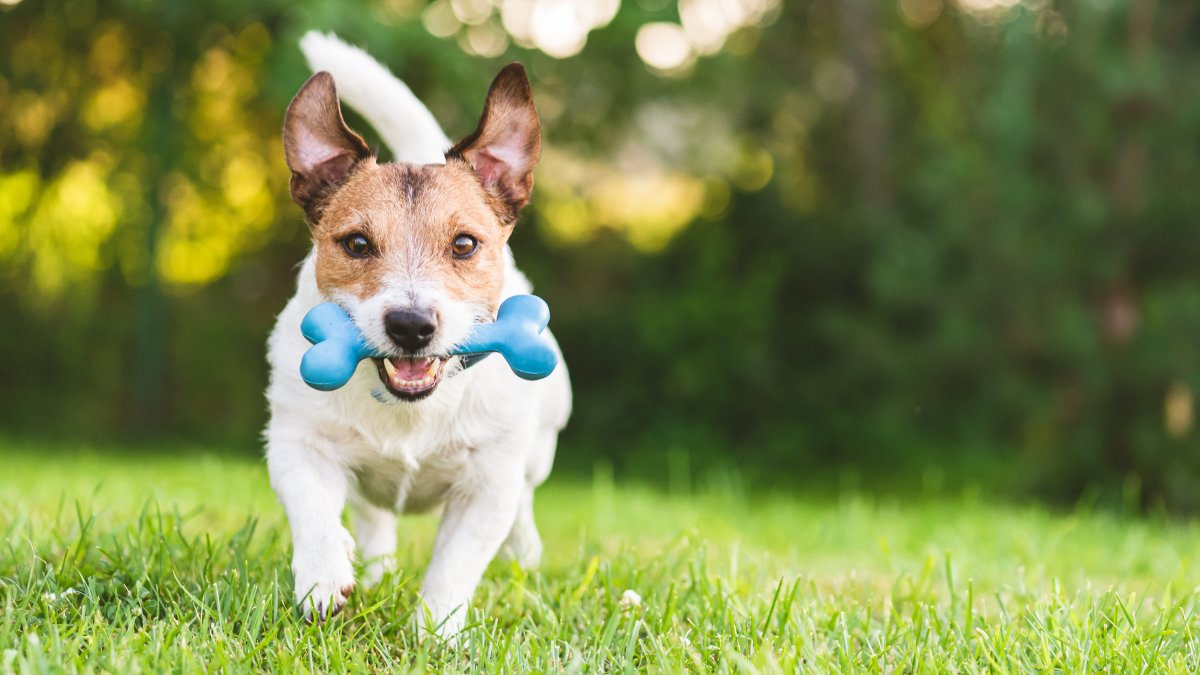 PetSmart Searching For 2 Lucky Pets as ‘Chief Toy Testers’, and It Pays ,000. This is How to Use