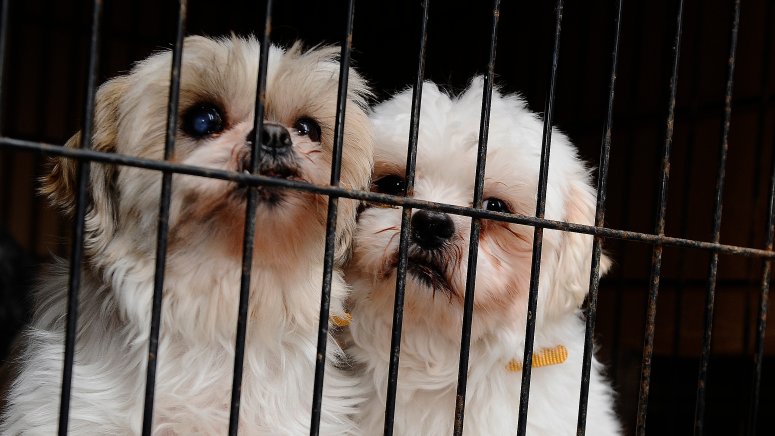 New York May Ban Sale of Dogs, Cats, Rabbits at Retail Pet