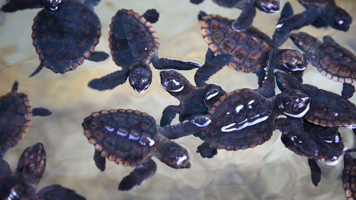 2023's sea turtle nesting season in Broward has been record-breaking – NBC 6 South Florida - Vimarsana News