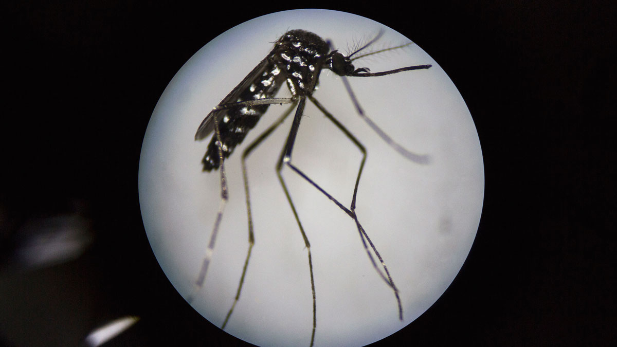 NIH Testing Mosquito Saliva Vaccine as Way to Fight Illness – NBC 6 ...