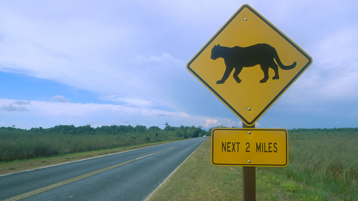 Latest Florida Panther Struck And Killed By Vehicle NBC 6 South Florida Latest Florida Panther Struck And Killed By Vehicle NBC 6 South Florida