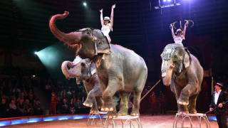 Circus Elephant Ban