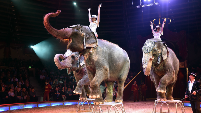 maileg circus elephant