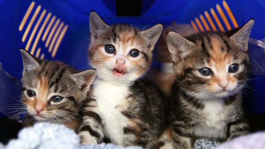 Kittens