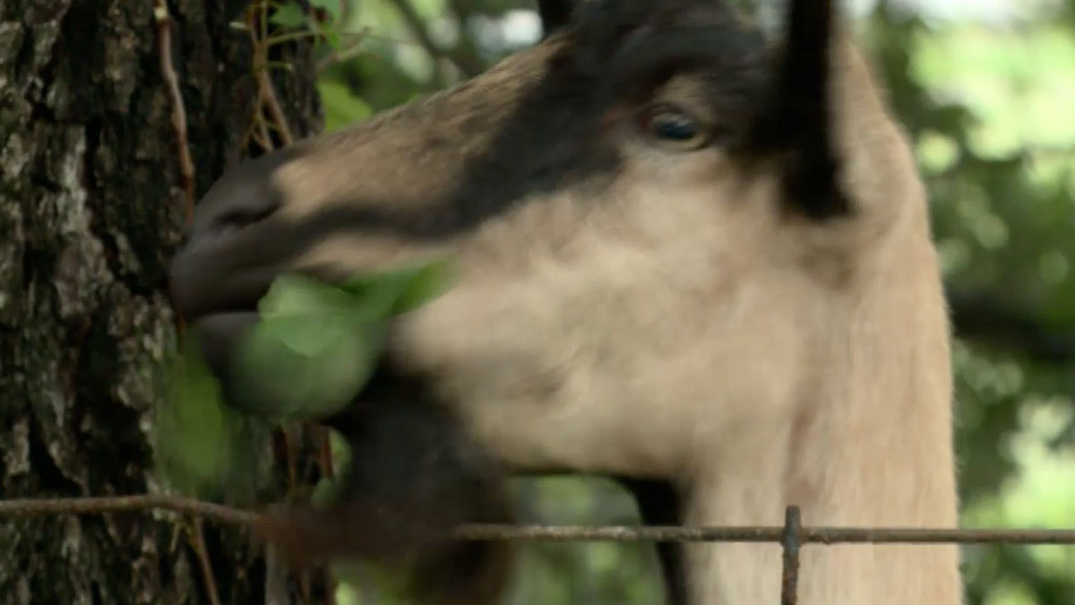 Goats Eat Away Poison Ivy Problem NBC 6 South Florida