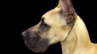 Great Dane Generic